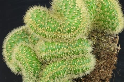 金鈕綴化|金鈕Cleistocactus winteri f.cristata